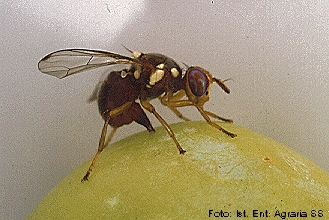 Bactrocera oleae Gmelin