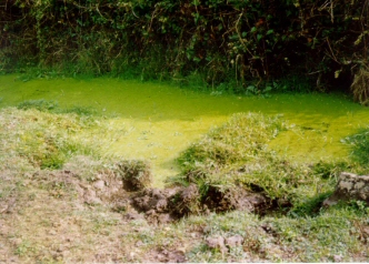 Ristagno d'acqua Ristagno d'acqua