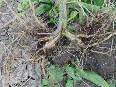 Fusarium oxysporum f. sp. Lycopersici Sacc. Snyder et Hansen