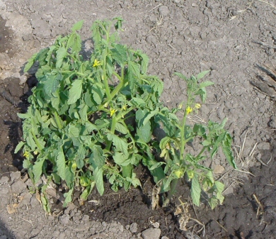 Fusarium oxysporum f. sp. Lycopersici Sacc. Snyder et Hansen