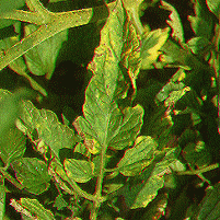 Phytophthora infestans (Mont.) De Bary