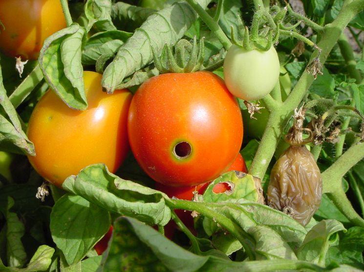 danni da Nottua sul pomodoro