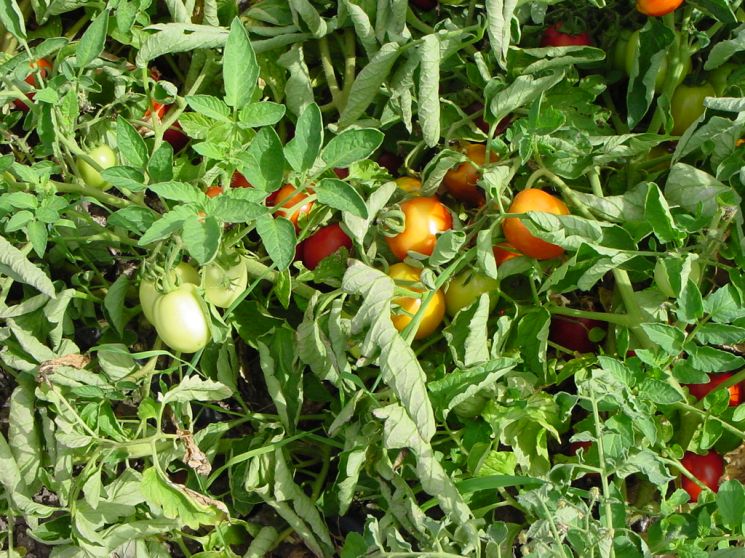 piante di pomodoro