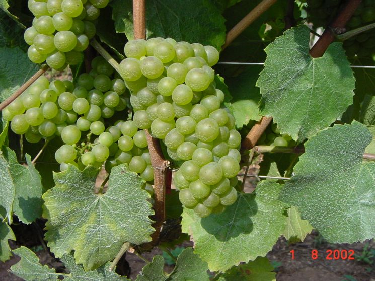 grappolo di Chardonnay