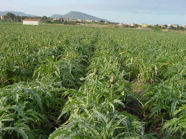 Campo di carciofo nei pressi di Valledoria - gennaio 2004