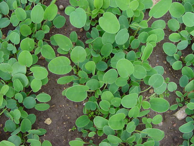 Campo di Sulla - febbraio 2004