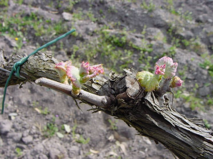 Risveglio vegetativo nella vite - marzo 2004