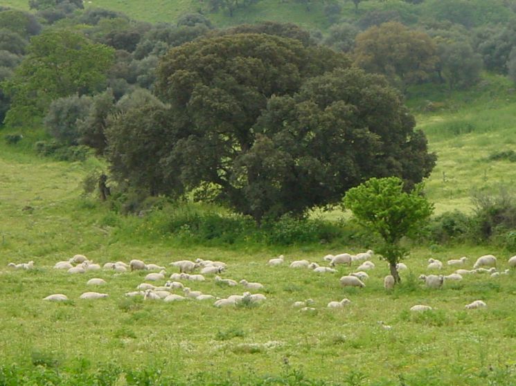 Pecore al pascolo - Aprile 2004