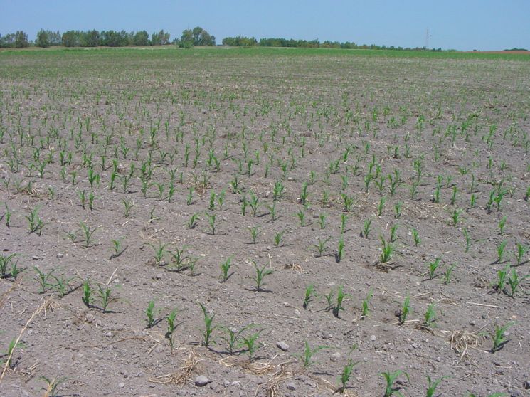 Coltivazione di mais nella fase di 4-5a foglia - Giugno 2004