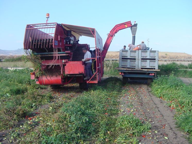Raccolta del pomodoro da industria - Agosto 2004