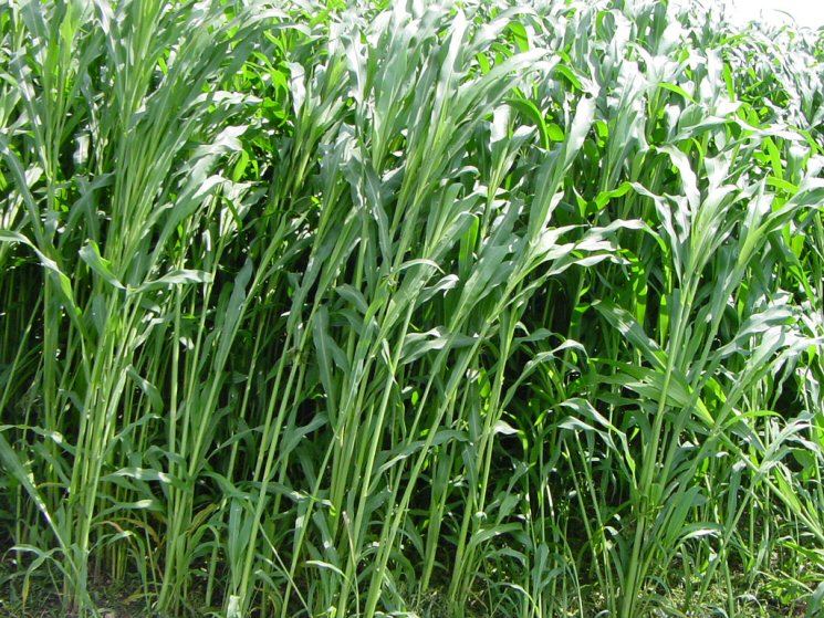 Erbaio di sorgo-Agosto 2005