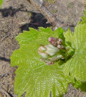 Figura 6 - Fase di grappoli visibili su Chardonnay.