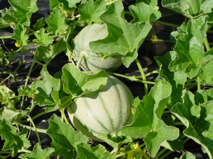 Figura 10 - Melone, varietà Proteo, a fine maturazione