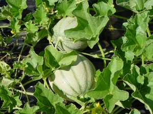 Figura 10 - Melone, varietà Proteo, a fine maturazione Figura 10 - Melone, varietà Proteo, a fine maturazione