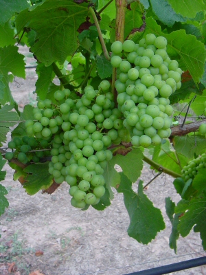 Figura 11 - Fase di chiusura del grappolo nella varietà Chardonnay Figura 11 - Fase di chiusura del grappolo nella varietà Chardonnay