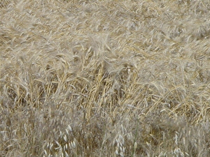 Figura 7 - Frumento in piena maturazione Figura 7 - Frumento in piena maturazione