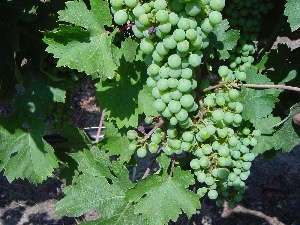 Figura 9 - Vigneto di Chardonnay a S. M. La Palma (Alghero) - 13 Luglio 2006.