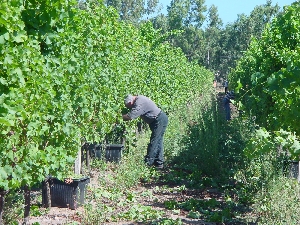 Figura 14 - Vendemmia del Cabernet Sauvignon a S. M. La Palma (Alghero). Figura 14 - Vendemmia del Cabernet Sauvignon a S. M. La Palma (Alghero).