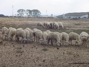 Figura 6 - Gregge di pecore al pascolo.