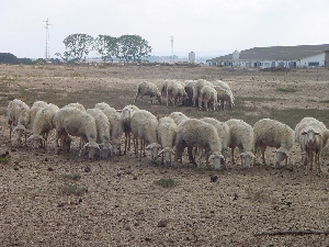 Figura 6 - Gregge di pecore al pascolo. Figura 6 - Gregge di pecore al pascolo.