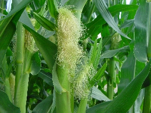 Figura 9 -Fase di comparsa sete in un campo di mais. Figura 9 -Fase di comparsa sete in un campo di mais.