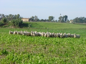 Figura 8 - Pecore al pascolo su prato di cicoria.