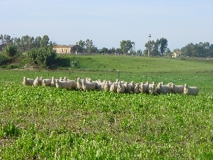 Figura 8 - Pecore al pascolo su prato di cicoria. Figura 8 - Pecore al pascolo su prato di cicoria.