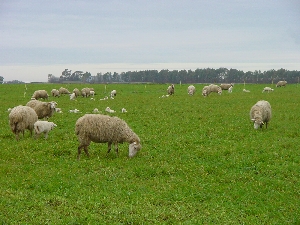 Figura 1 - Pecore al pascolo su erbaio.