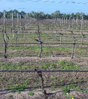 Figura 2 - Vigneto in riposo vegetativo. Figura 2 - Vigneto in riposo vegetativo.