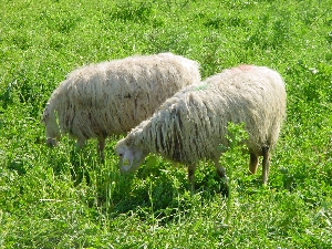 Figura 3 - Ovini al pascolo. Figura 3 - Ovini al pascolo.