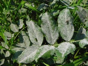 Figura 9 - “Mal bianco” su pianta di sulla.