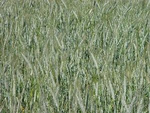 Figura 6 - Triticale in fase di maturazione. Figura 6 - Triticale in fase di maturazione.