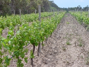 Figura 8 - Vitigno Chardonnay in fioritura.
