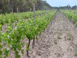 Figura 8 - Vitigno Chardonnay in fioritura. Figura 8 - Vitigno Chardonnay in fioritura.