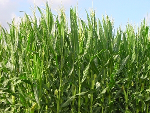 Figura 7 - Campo di mais. Figura 7 - Campo di mais.