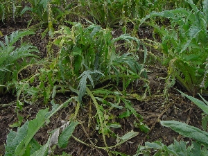 Figura 14 - Danni da grandine su piante di carciofo.