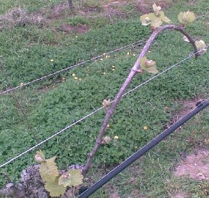 Figura 15 - Prime foglie distese in un vitigno di Chardonnay.