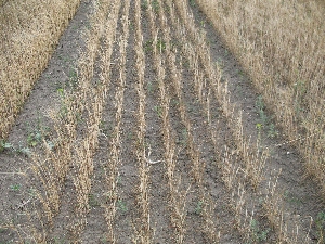 Figura 14 - Campo di frumento colpito dalla siccità invernale.