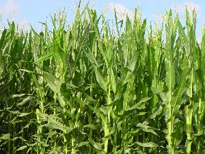 Figura 12 - Mais in fase di maturazione. Figura 12 - Mais in fase di maturazione.