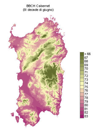 Figura 16 - Simulazione fenologica per il vitigno Cabernet al 30 giugno 2010. Le fasi fenologiche interessate sono quelle di: acini delle dimensioni di un granello di pepe (73 in scala BBCH); chiusura grappolo (77 in scala BBCH); inizio maturazione, che si ha con l'invaiatura, quando le bacche da rigide divengono elastiche ed iniziano a cambiare colore (80 in scala BBCH). Figura 16 - Simulazione fenologica per il vitigno Cabernet al 30 giugno 2010. Le fasi fenologiche interessate sono quelle di: acini delle dimensioni di un granello di pepe (73 in scala BBCH); chiusura grappolo (77 in scala BBCH); inizio maturazione, che si ha con l'invaiatura, quando le bacche da rigide divengono elastiche ed iniziano a cambiare colore (80 in scala BBCH).