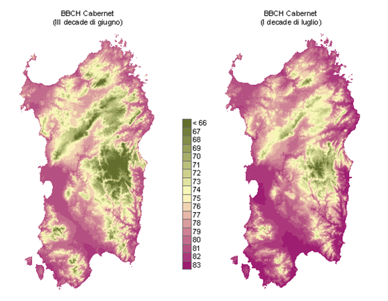Figura 14 - Simulazione fenologica per il vitigno Cabernet al 30 giugno e 10 luglio 2010. Le fasi fenologiche interessate sono quelle di: acini delle dimensioni di un granello di pepe (73 in scala BBCH); chiusura grappolo (77 in scala BBCH); inizio maturazione, che si ha con l'invaiatura, quando le bacche da rigide divengono elastiche ed iniziano a cambiare colore (80 in scala BBCH). Figura 14 - Simulazione fenologica per il vitigno Cabernet al 30 giugno e 10 luglio 2010. Le fasi fenologiche interessate sono quelle di: acini delle dimensioni di un granello di pepe (73 in scala BBCH); chiusura grappolo (77 in scala BBCH); inizio maturazione, che si ha con l'invaiatura, quando le bacche da rigide divengono elastiche ed iniziano a cambiare colore (80 in scala BBCH).
