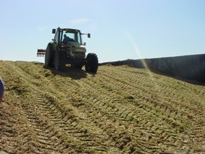 Figura 14 - Operazioni di insilamento in un silo orizzontale. Figura 14 - Operazioni di insilamento in un silo orizzontale.