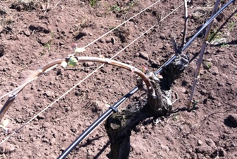 Figura 15 - Prime foglie distese su Chardonnay (24 marzo 2011) Figura 15 - Prime foglie distese su Chardonnay (24 marzo 2011)