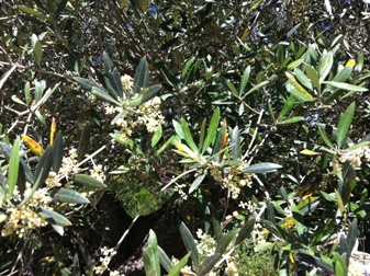 Figura 19 - Fioritura nella cultivar Bosana a metà maggio, nell'areale olivicolo della Nurra. Figura 19 - Fioritura nella cultivar Bosana a metà maggio, nell'areale olivicolo della Nurra.