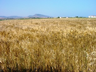 Figura 17 - Campo di frumento a fine maturazione. Figura 17 - Campo di frumento a fine maturazione.