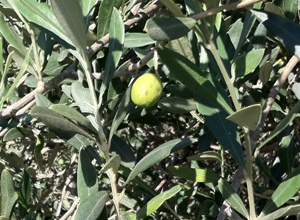Figura 16 - Foto del 13 settembre, in un oliveto nella Nurra. La drupa fotografata è caratterizzata da numerose punture. Figura 16 - Foto del 13 settembre, in un oliveto nella Nurra. La drupa fotografata è caratterizzata da numerose punture.