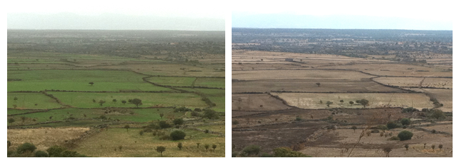 Figura 5 - Copertura vegetativa del suolo nella terza decade di ottobre 2012 (sinistra) e confronto col 2011 (destra).