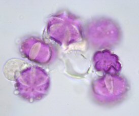 Pollini di Rosmarinus officinalis al microscopio ottico (400X)